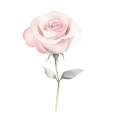 Fototapeta premium Watercolor illustration of rose flower isolated on background.