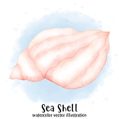 Sea Shell, Pearl Shell, Shell, watercolor vector, illustration