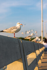seagull on pier