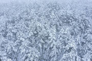 winter forest covered with snow. aerial drone photo in foggy day.