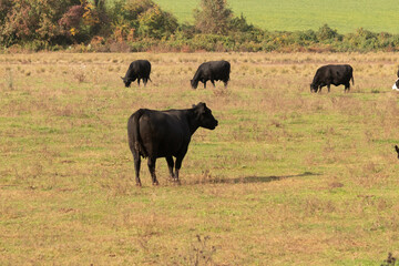 These beautiful black cows stood in the pasture walking around to graze on the grass. This pretty farm has these bovines in the field eating grass and free to graze.
