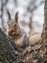 The squirrel with nut sits on tree in the autumn. Eurasian red squirrel, Sciurus vulgaris.