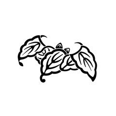 柏紋・蝙蝠柏（こうもりかしわ）/ 陰蝙蝠柏（かげこうもりかしわ）