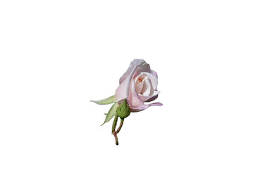 Isolated flowers on a white background