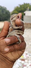 baby squirrels sleeping in hand
