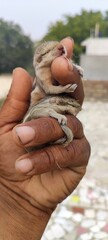 Two baby squirrels sleeping in their hands