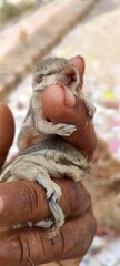 Two baby squirrels in your hand
