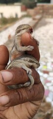 two baby squirrels in hand