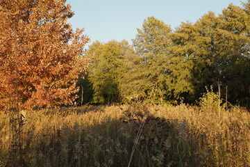 Fototapeta premium 공원 산책