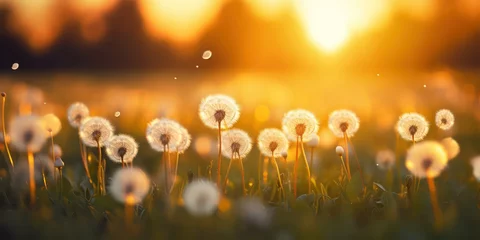 Fotobehang A field of dandelions under the sunset's warm glow, with bokeh effects, evoking the beauty of nature and the potential for allergies © Nattadesh
