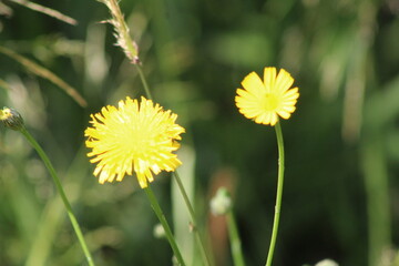 yellow dandelion flower