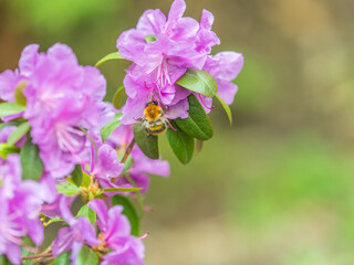 Pink flowers of Siberian rhododendron copy space. Rhododendron dauricum. Spring flowering of Altai rhododendron.