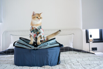 travel with gold british cat in summer cloth and live in pet friendly hotel