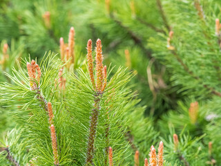 Green small pine trees with fresh shoots in spring or summer