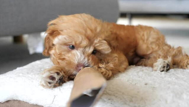 Front view of caramel brown cavapoo Cavoodle puppy dog playing with toy on bed, lifts paw to hold while chewing. Slow motion, low depth of field.