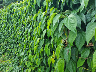 Ivy vines fill the walls.