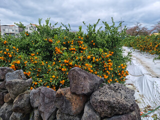 This is a Jeju tangerine farm with basalt stone walls.
