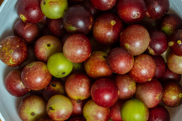 camu camu fruits, Myrciaria dubia, exotic fruit from the Amazon that grows on the banks of rivers, it is highly appreciated for its flavor, it is considered the fruit with the most vitamin C