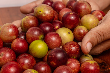 Hands holding camu camu fruits, an exotic fruit from the Amazon that grows on the banks of rivers, it is highly appreciated for its flavor, it is considered the fruit with the most vitamin C