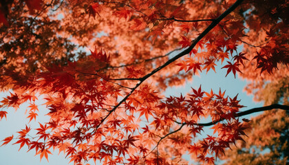 Vibrant autumn foliage on Japanese maple tree in forest landscape generated by AI