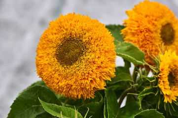 yellow decorative sunflower close-up