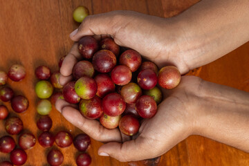Hands holding camu camu fruits, an exotic fruit from the Amazon that grows on the banks of rivers,...