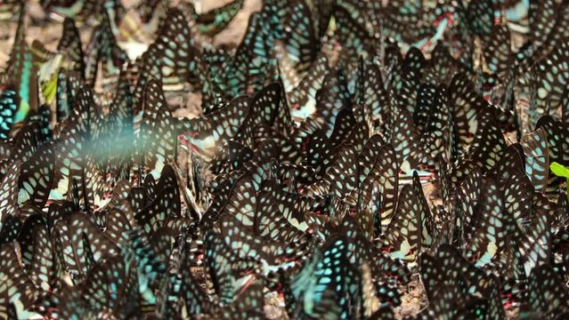 Group of beautiful colorful butterfly on the ground and flying at Pang Sida National Park, Sa Kaeo Province, Thailand.