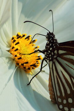 tirumala limniace or blue tiger butterfly sucking nectar from flowers and help in pollination of plants, springtime