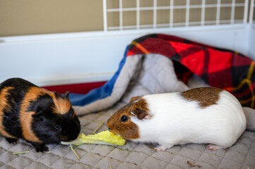 Bonded pair of guinea pigs fighting over food by trying to pull it away.