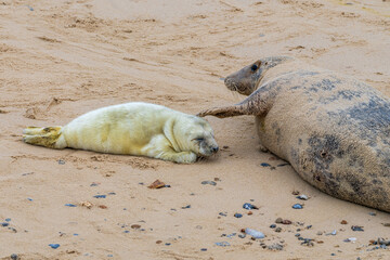 A baby seal with its mother resting on a beach