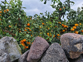 A citrus plantation and a stone wall made of basalt.
