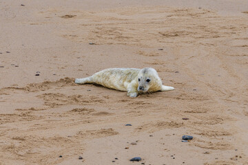 A baby seal resting on a beach