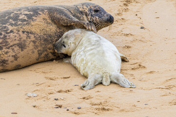 A baby seal with its mother resting on a beach - obrazy, fototapety, plakaty