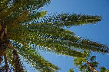Fototapeta na wymiar This is a low view of palm trees.