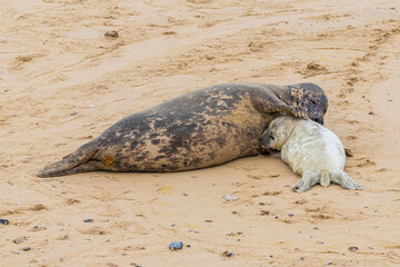 A baby seal with its mother resting on a beach
