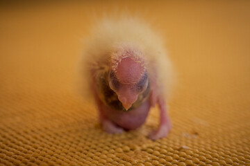 A day old cockatiel trying to stand upright