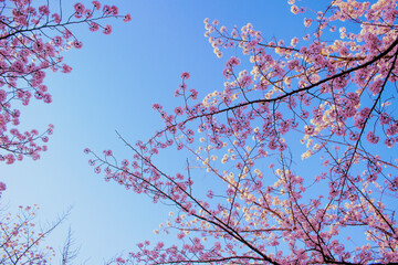 満開の桜