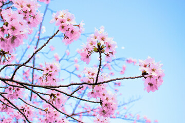 満開の桜
