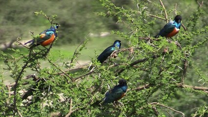 four superb starlings cling to twigs in a thorny bush in East Africa. Birds preen their feathers. More bushes in background.