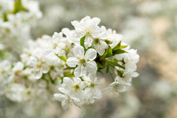 spring blossom flower in selective focus. spring flower blossom. spring blossom flower