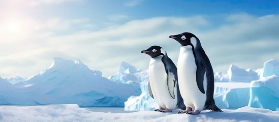 Poster Adelie penguins chatting in Antarctica. © 2rogan