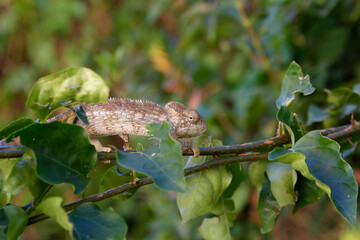 Caméléon dans une forêt de Madagascar