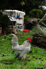 rooster in the farm