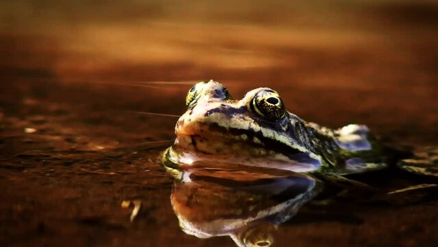 A clip a bout a frog in the watr