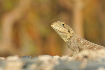Lézard à l'affût