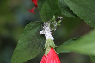 Mealy bugs on wax mallow plant, pest infestation concept