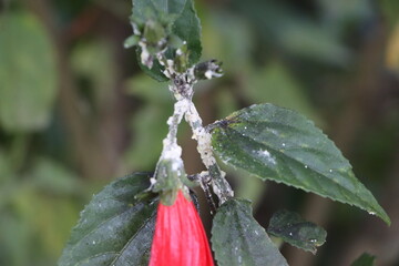 Mealy bugs on wax mallow plant, pest infestation concept
