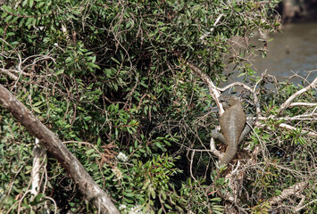 Varan au repos sur une branche