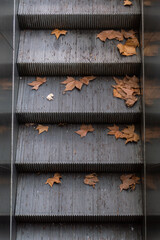 Escalator with dry leaves in autumn, Buenos Aires, Argentina