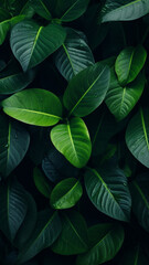 closeup tropical green leaves nature in the garden decoration wallpaper